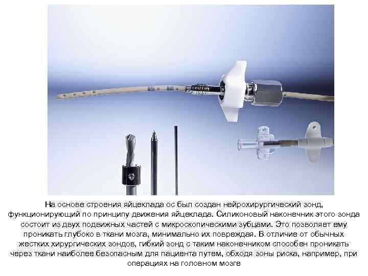 На основе строения яйцеклада ос был создан нейрохирургический зонд, функционирующий по принципу движения яйцеклада.