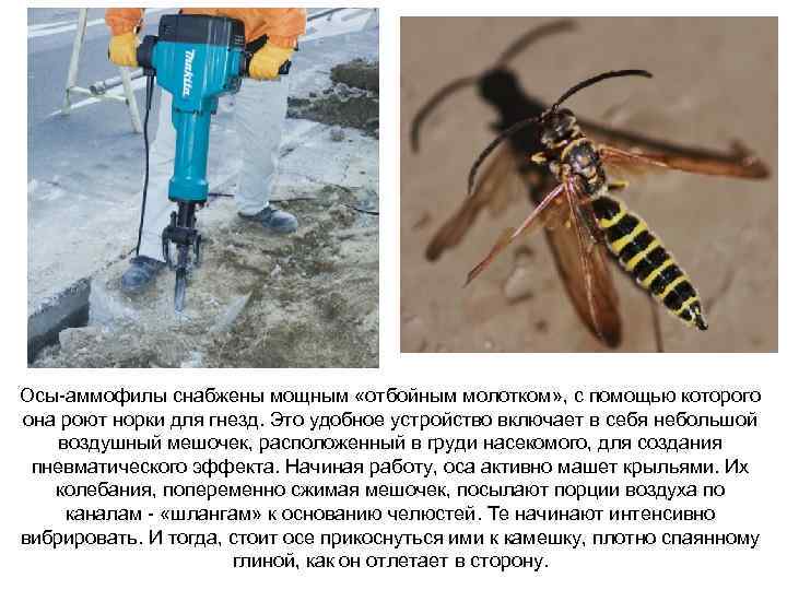 Осы-аммофилы снабжены мощным «отбойным молотком» , с помощью которого она роют норки для гнезд.