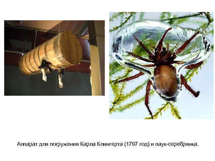 Аппарат для погружения Карла Клингерта (1797 год) и паук-серебрянка. 