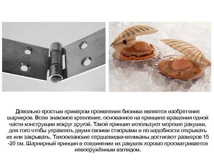 Довольно простым примером проявления бионики является изобретение шарниров. Всем знакомое крепление, основанное на принципе
