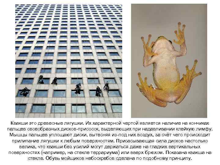 Квакши это древесные лягушки. Их характерной чертой является наличие на кончиках пальцев своеобразных дисков-присосок,