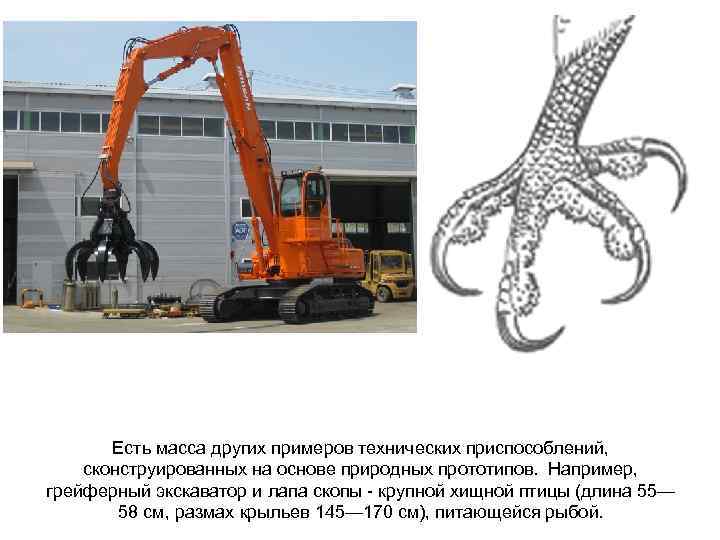 Есть масса других примеров технических приспособлений, сконструированных на основе природных прототипов. Например, грейферный экскаватор