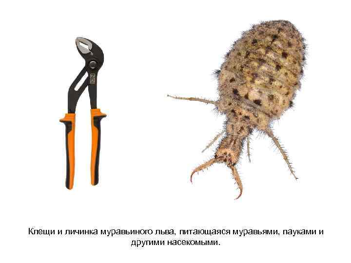 Клещи и личинка муравьиного льва, питающаяся муравьями, пауками и другими насекомыми. 