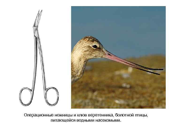 Операционные ножницы и клюв веретенника, болотной птицы, питающейся водными насекомыми. 