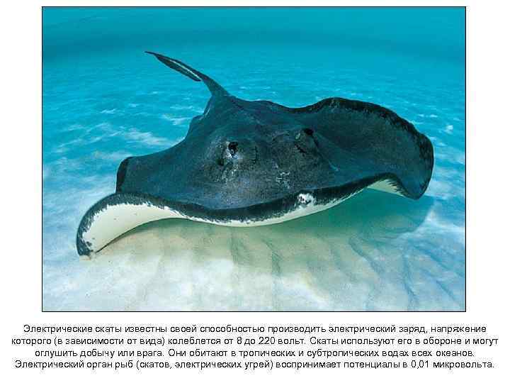Электрические скаты известны своей способностью производить электрический заряд, напряжение которого (в зависимости от вида)