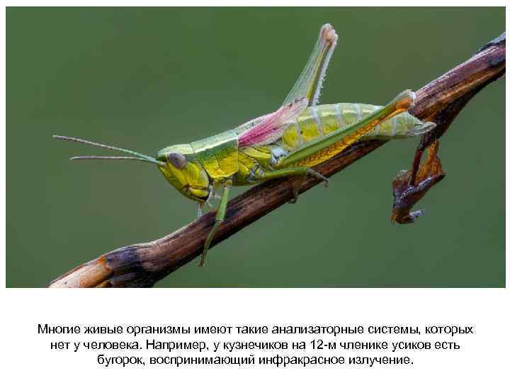 Многие живые организмы имеют такие анализаторные системы, которых нет у человека. Например, у кузнечиков