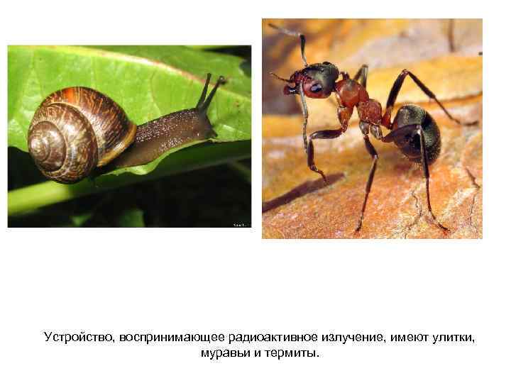 Устройство, воспринимающее радиоактивное излучение, имеют улитки, муравьи и термиты. 