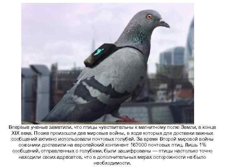 Впервые ученые заметили, что птицы чувствительны к магнитному полю Земли, в конце XIX века.
