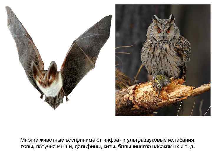Многие животные воспринимают инфра- и ультразвуковые колебания: совы, летучие мыши, дельфины, киты, большинство насекомых