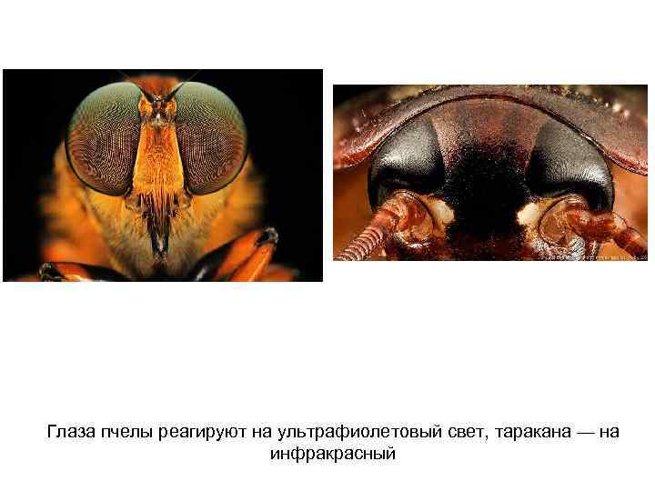 Глаза пчелы реагируют на ультрафиолетовый свет, таракана — на инфракрасный 