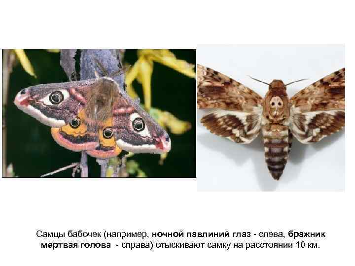Самцы бабочек (например, ночной павлиний глаз - слева, бражник мертвая голова - справа) отыскивают