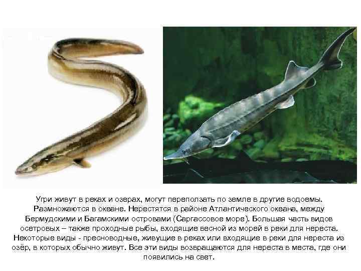 Угри живут в реках и озерах, могут переползать по земле в другие водоемы. Размножаются