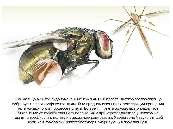 Жужжальца мух это видоизменённые крылья. При полёте насекомого жужжальца вибрируют в противофазе крыльям. Они