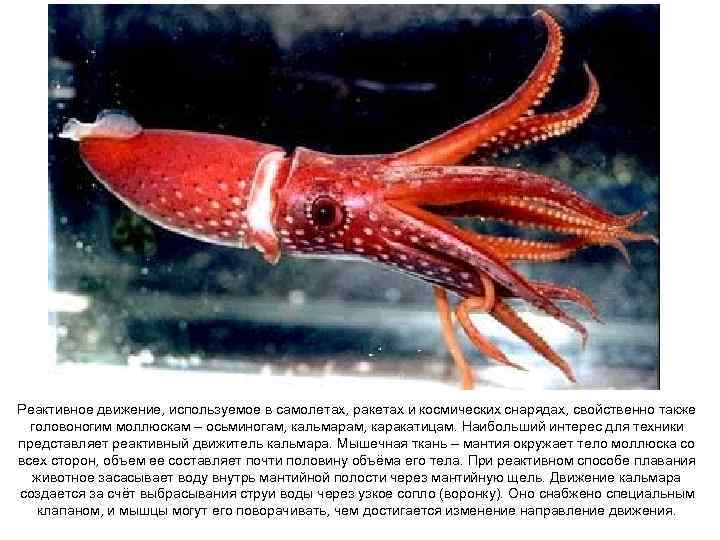 Реактивное движение, используемое в самолетах, ракетах и космических снарядах, свойственно также головоногим моллюскам –
