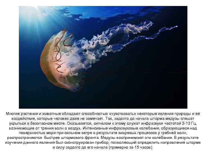 Многие растения и животные обладают способностью «чувствовать» некоторые явления природы и её воздействие, которые