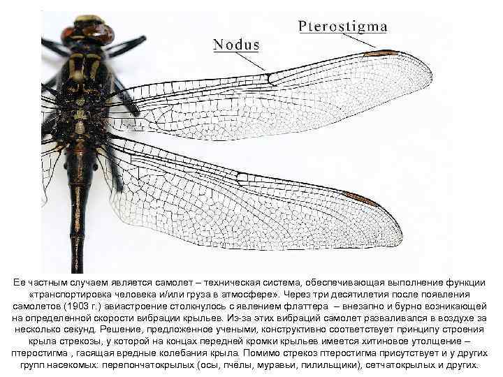 Ее частным случаем является самолет – техническая система, обеспечивающая выполнение функции «транспортировка человека и/или