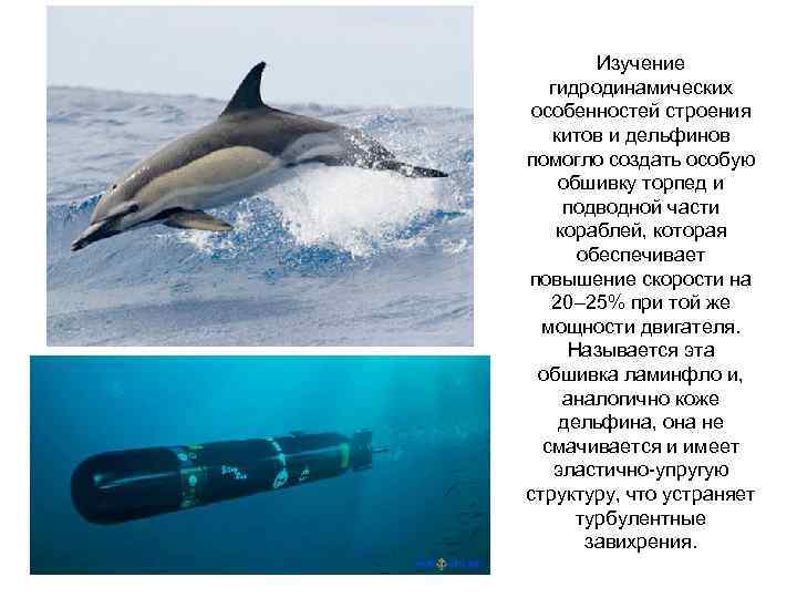 Изучение гидродинамических особенностей строения китов и дельфинов помогло создать особую обшивку торпед и подводной