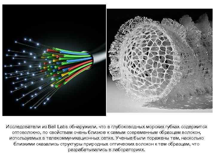 Исследователи из Bell Labs обнаружили, что в глубоководных морских губках содержится оптоволокно, по свойствам