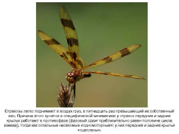 Стрекозы легко поднимают в воздух груз, в пятнадцать раз превышающий их собственный вес. Причина