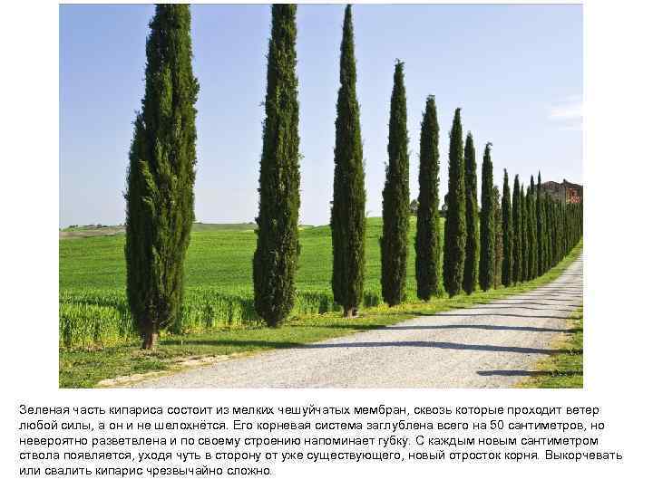 Зеленая часть кипариса состоит из мелких чешуйчатых мембран, сквозь которые проходит ветер любой силы,