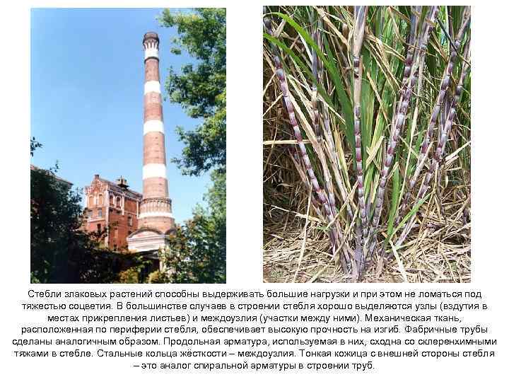 Стебли злаковых растений способны выдерживать большие нагрузки и при этом не ломаться под тяжестью