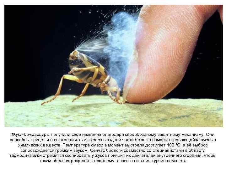 Жуки-бомбардиры получили свое название благодаря своеобразному защитному механизму. Они способны прицельно выстреливать из желёз