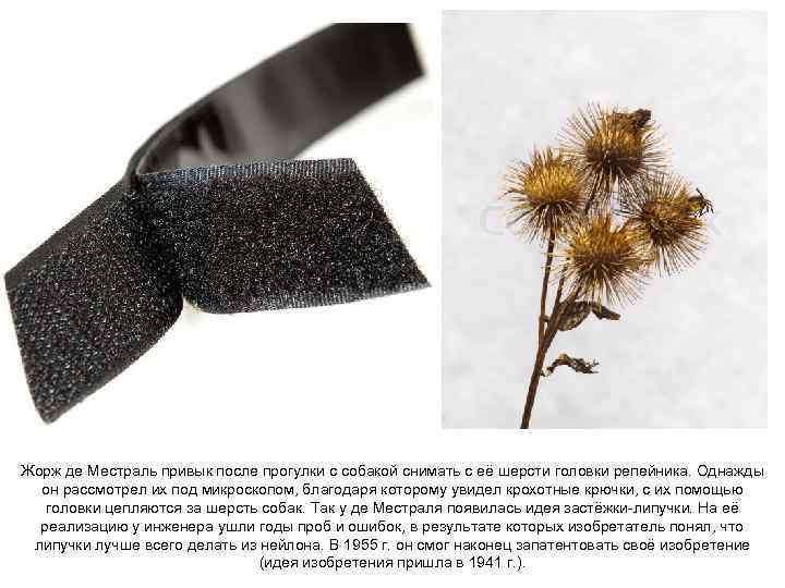 Жорж де Местраль привык после прогулки с собакой снимать с её шерсти головки репейника.