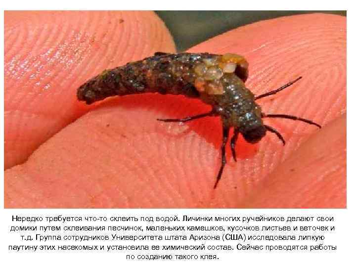 Нередко требуется что-то склеить под водой. Личинки многих ручейников делают свои домики путем склеивания