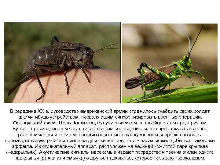 В середине ХХ в. руководство американской армии стремилось снабдить своих солдат каким-нибудь устройством, позволяющим