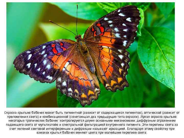 Окраска крыльев бабочек может быть пигментной (зависит от содержащихся пигментов), оптической (зависит от преломления