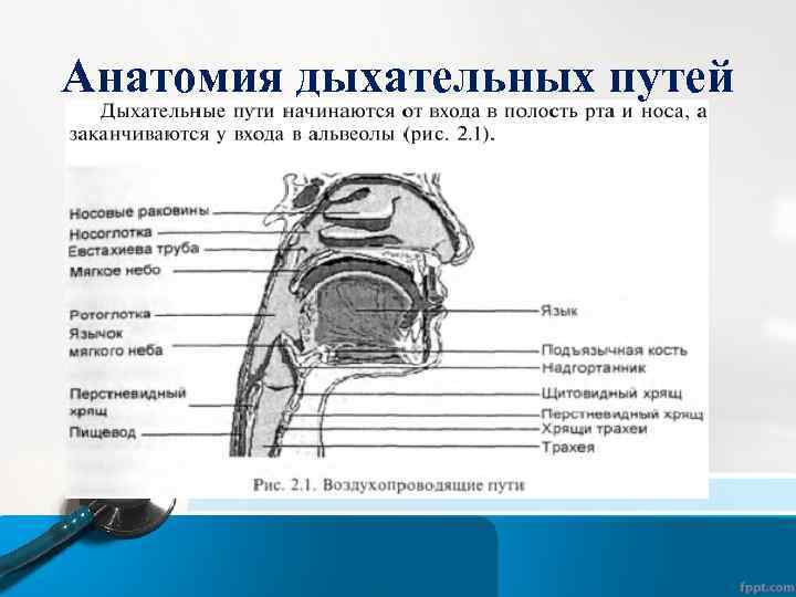 Анатомия дыхательных путей 