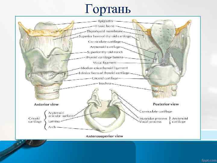 Гортань 