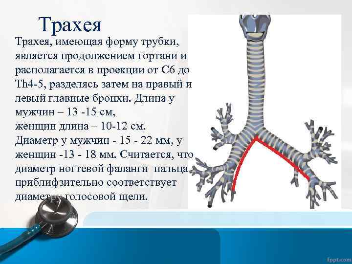 Трахея, имеющая форму трубки, является продолжением гортани и располагается в проекции от С 6