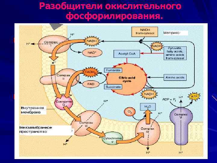 Разобщители окислительного фосфорилирования. Естественные разобщители Искусственные разобщители (продукты перекисного окисления липидов, жирные кислоты с