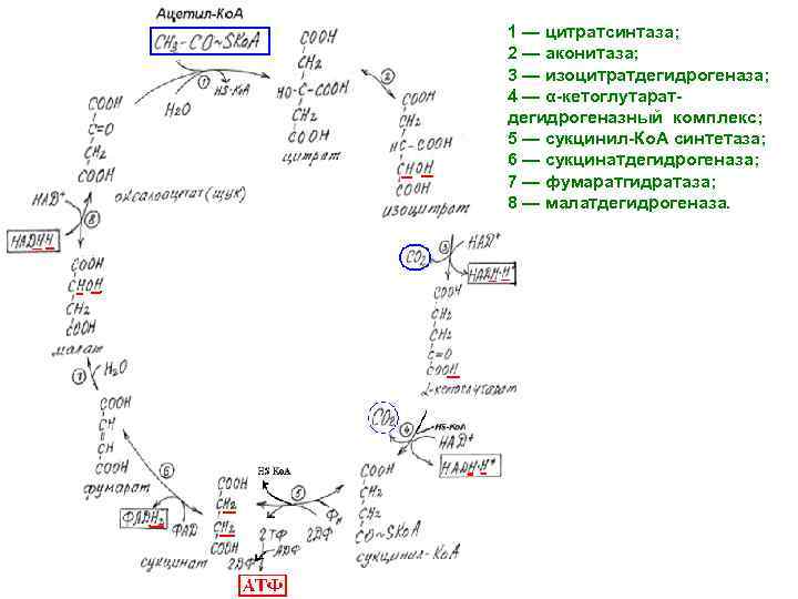 1 — цитратсинтаза; 2 — аконитаза; 3 — изоцитратдегидрогеназа; 4 — α-кетоглутаратдегидрогеназный комплекс; 5