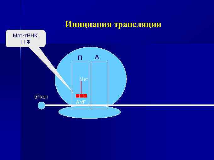 Инициация трансляции Мет-т. РНКi ГТФ П Мет 5’-кэп АУГ А 