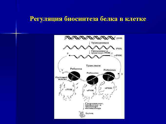 Регуляция биосинтеза белка в клетке 