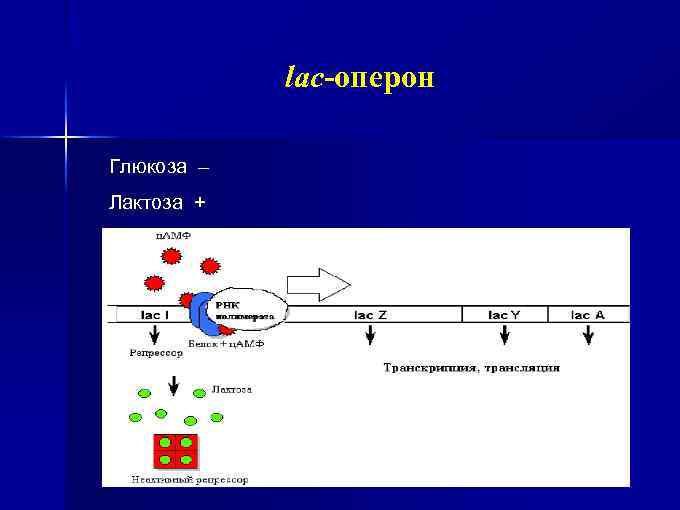 lac-оперон Глюкоза – Лактоза + 