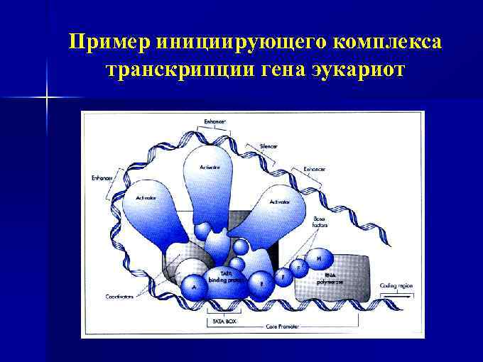 Пример инициирующего комплекса транскрипции гена эукариот 