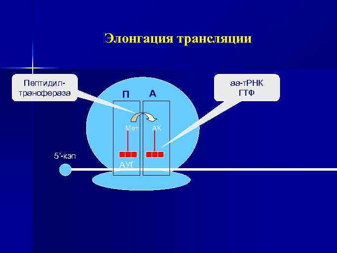 Элонгация трансляции Пептидилтрансфераза П Мет 5’-кэп АУГ А АК аа-т. РНК ГТФ 