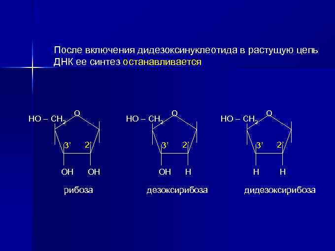 После включения дидезоксинуклеотида в растущую цепь ДНК ее синтез останавливается НО – СН 2