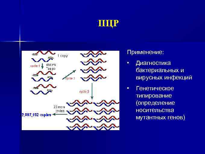 ПЦР Применение: • Диагностика бактериальных и вирусных инфекций • Генетическое типирование (определение носительства мутантных