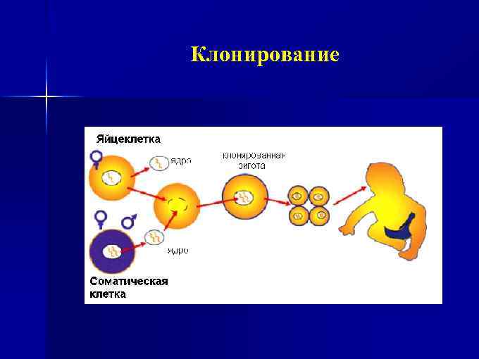 Клонирование 