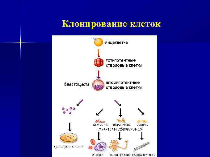 Клонирование клеток 