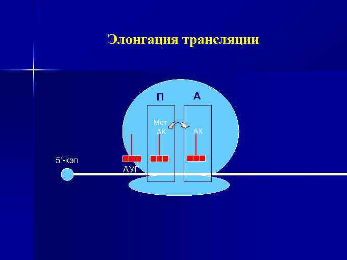 Элонгация трансляции П Мет АК 5’-кэп АУГ А АК 