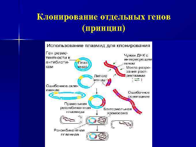 Клонирование отдельных генов (принцип) 