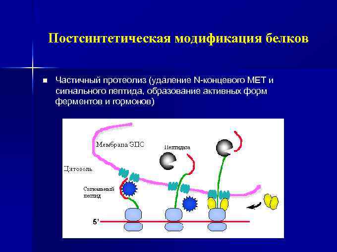 Активная форма фермента. Постсинтетическая модификация белков. Постсинтетическая модификация белка. Частичный протеолиз ферментов. Частичный протеолиз белков.