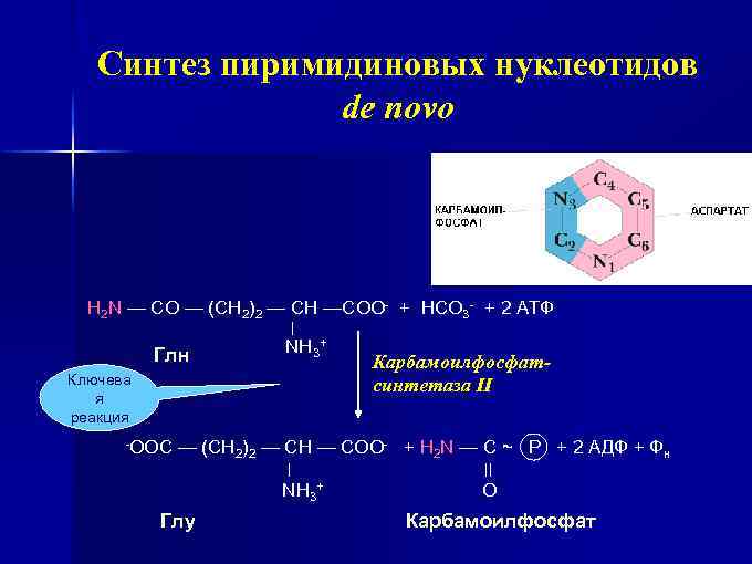 Синтез пиримидиновых нуклеотидов de novo H 2 N — CO — (CH 2)2 —