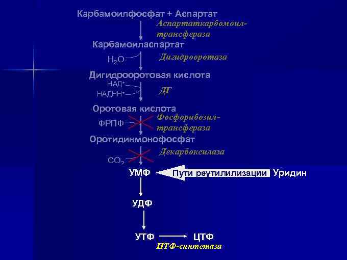 Карбамоилфосфат + Аспартаткарбомоилтрансфераза Карбамоиласпартат Дигидрооротаза НО 2 Дигидрооротовая кислота НАД+ НАДНН+ ДГ Оротовая кислота