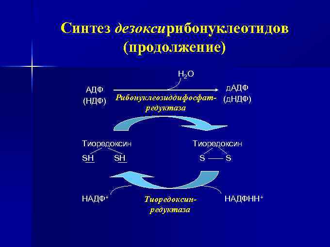 Н продолжение. Синтез дезоксирибонуклеотидов. Синтез дезоксирибонуклеотидов биохимия. Тиоредоксинредуктаза. Аномальные нуклеозиды механизм действия.